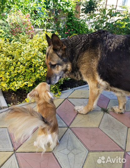 Вязка кобель чихуахуа