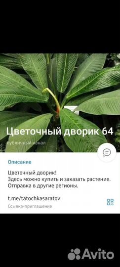 Алоказия