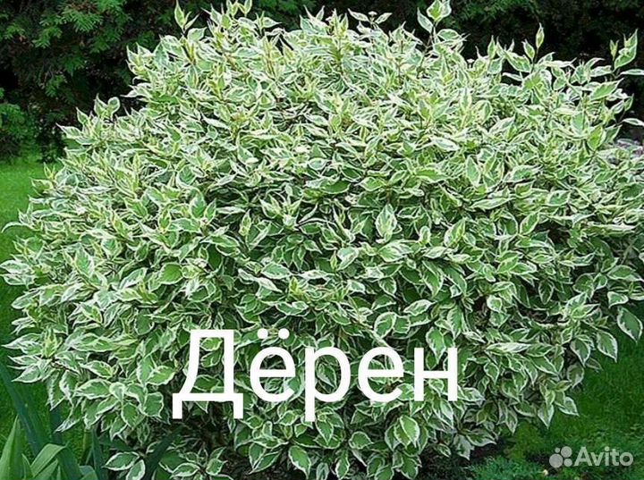 Дёрен