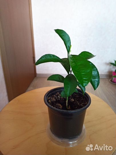 Мандариновое дерево (отросток, черенок)