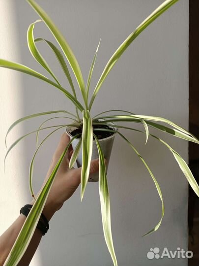 Седум рео замик хойя алое пеперомия растения