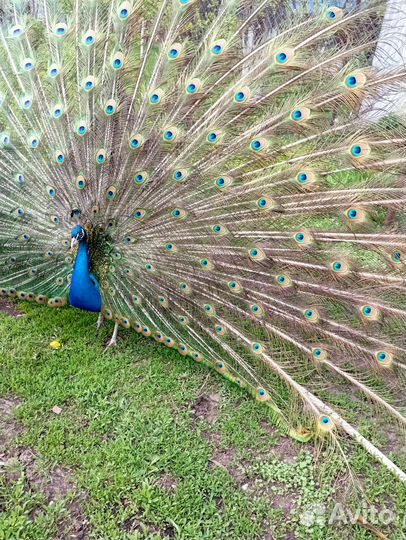 Инкубационное яйцо павлина