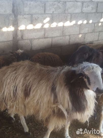 Овцы бараны и ягнята отдельно