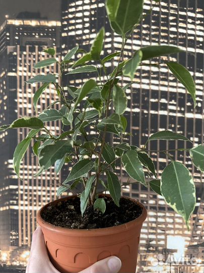 Фикус бенджамина