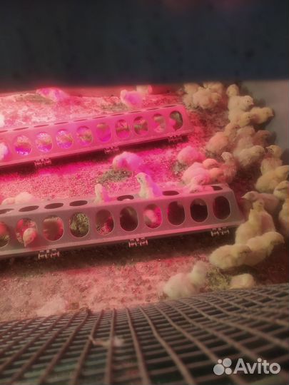 Птенцы перепела