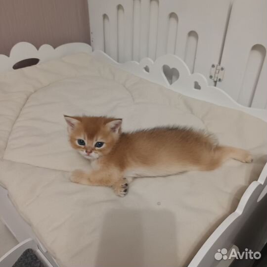 Британские котята