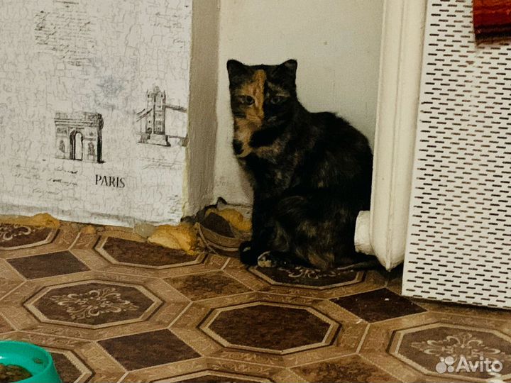 Кошка Кнопочка