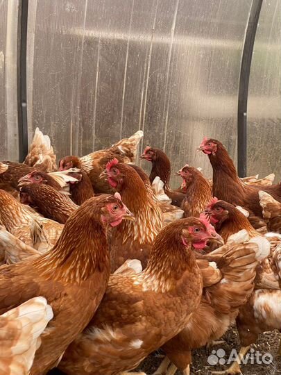 Куры несушки в наличии