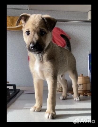 Щенок в добрые руки отдам бесплатно