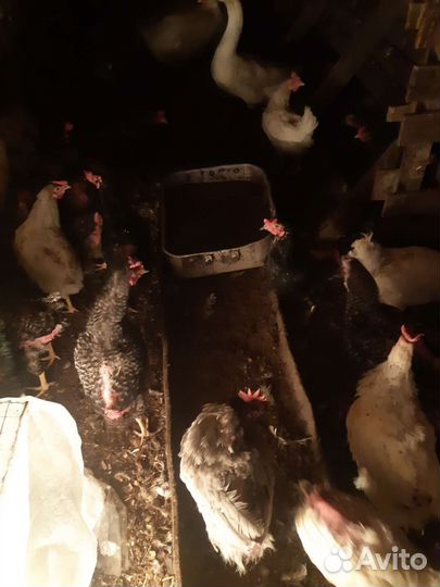 Куры домашние доминант