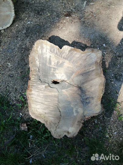 Слеб дубовый