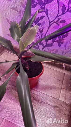 Пальма драцена