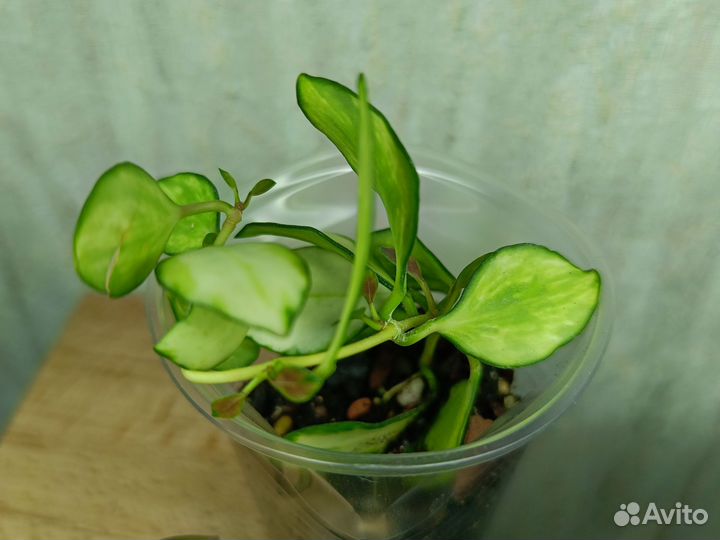 Хойя Хешкелиана вар Hoya heuschkeliana variegata