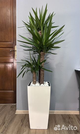 Растение юкка 130см