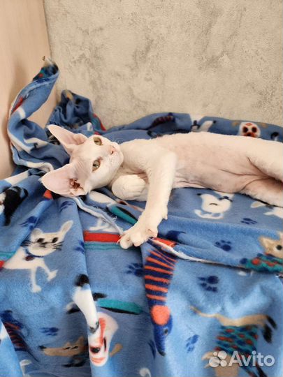 Девон-рекс. мальчик