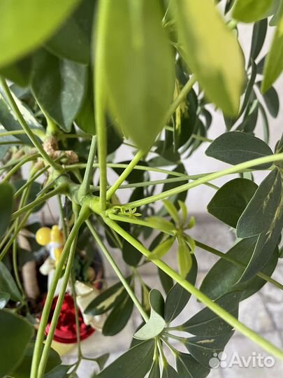 Шеффлера герда (пестролистная) h140