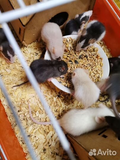 Крыски дамбо