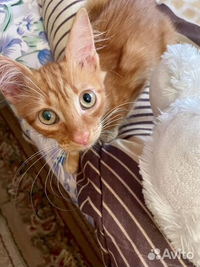 Котенок Степан сибирский рыжий