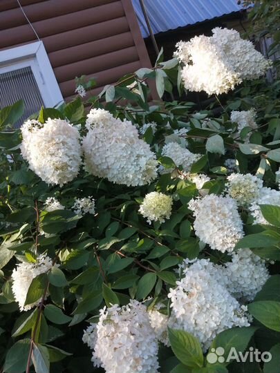 Букет цветов