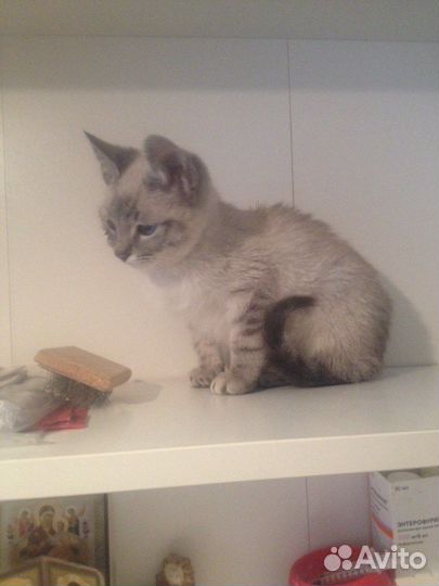 Котенок в добрые руки