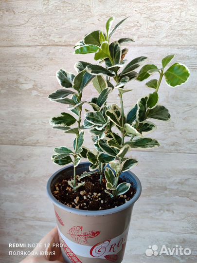 Комнатные растения