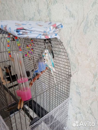 Волнистые попугаи с клеткой
