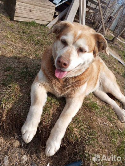 Собаки бесплатно в добрые руки