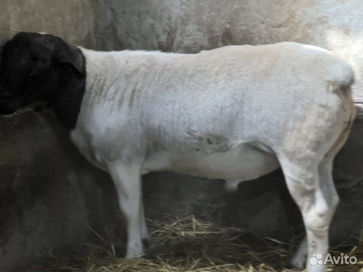 Бараны Дорпер