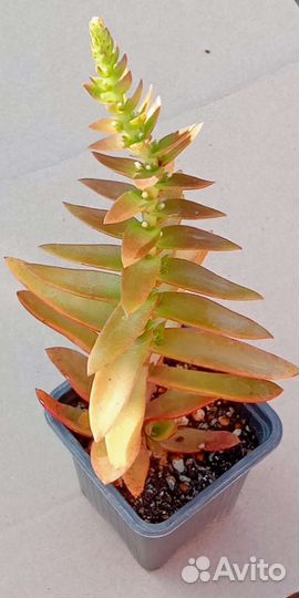 Суккуленты 1