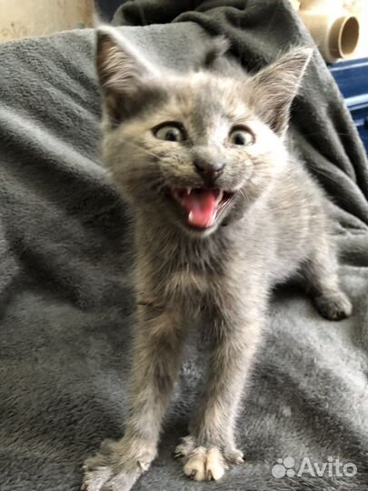 Котята голубая