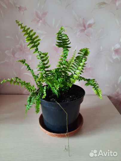 Папоротник комнатный