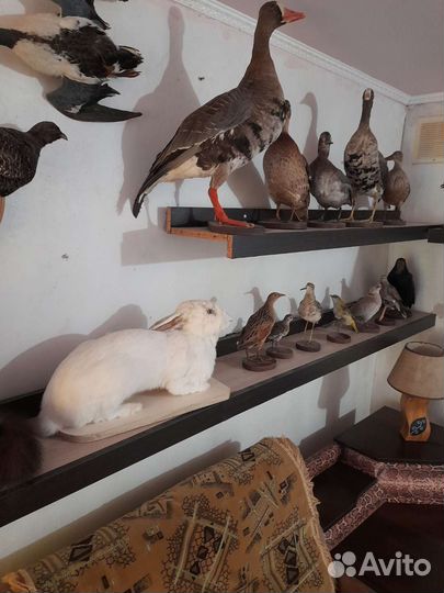 Чучела птиц