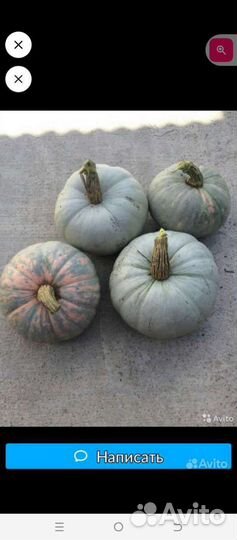 Картошка домашняя без химии, тыква «хаджи къаб»