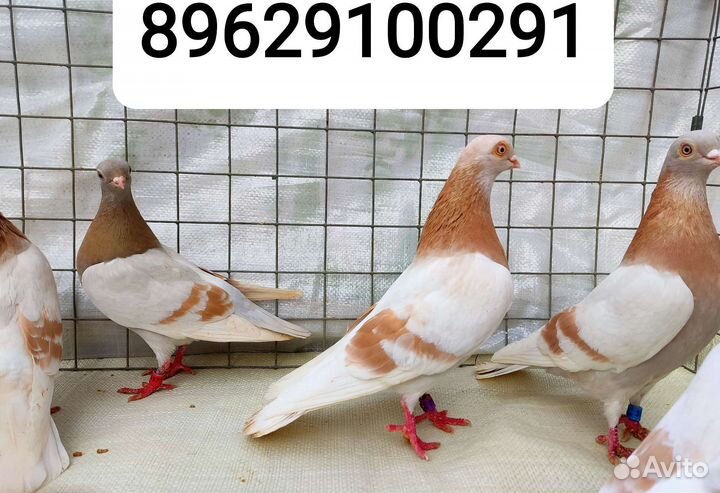 Голуби