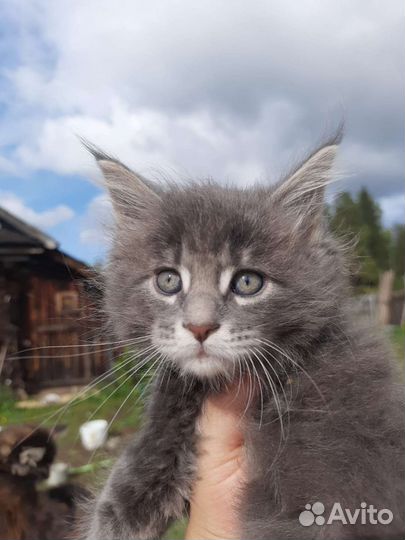 Котята мейн-кун