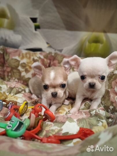 Девочки Микро micro