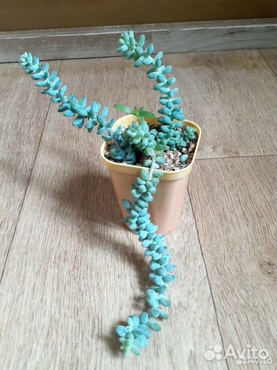 Седум буррито, оттона мясистая и др