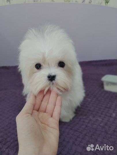 Мальтезе Корея