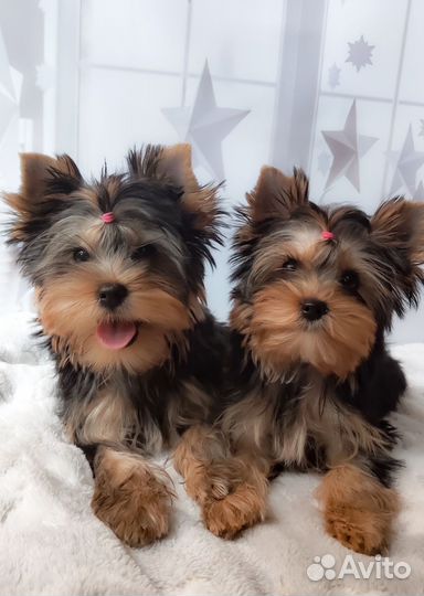 Йорки - девочки