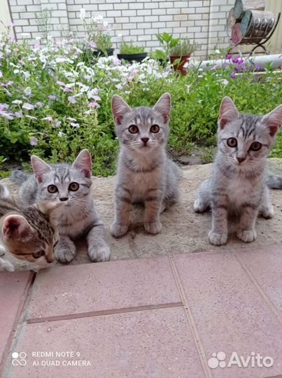 Котята в добрые руки