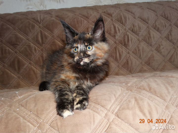 Котята мейн-кун