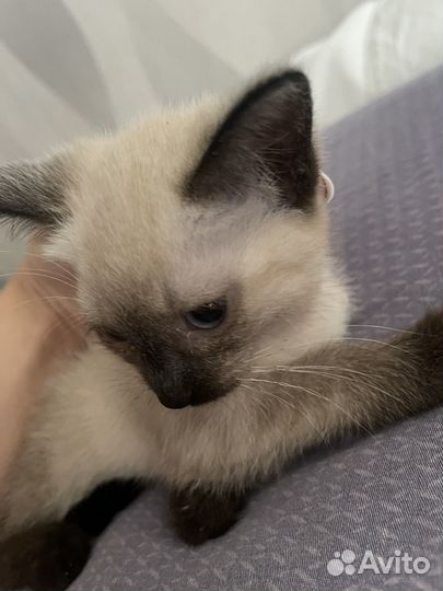 Котенок