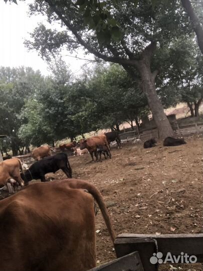 Стадо коров