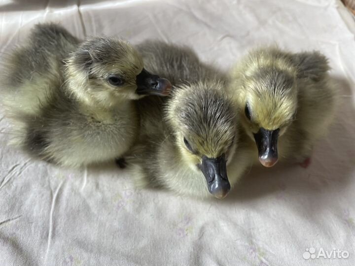 Гусята суточные