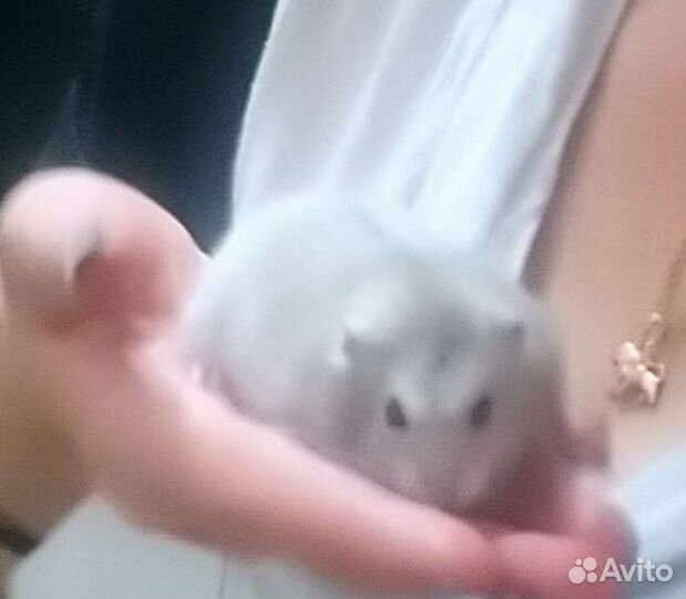 Передержка животных