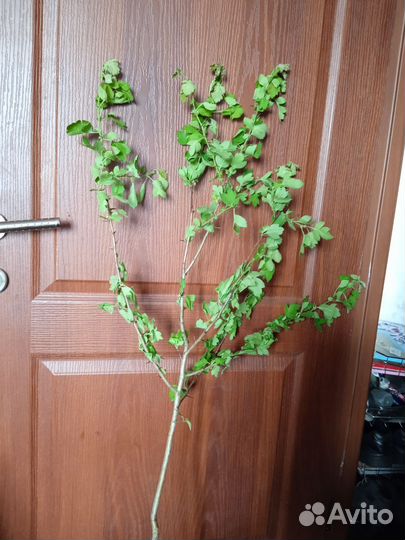 Боярышник чëрный