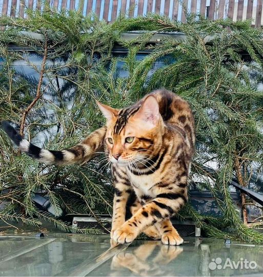 Бенгальский кот вязка