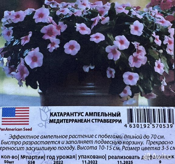 Семена катарантуса