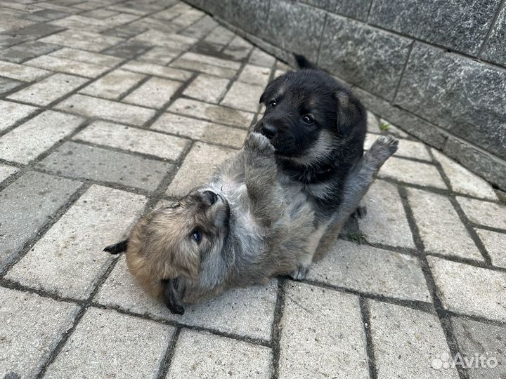 Щенки в добрые руки