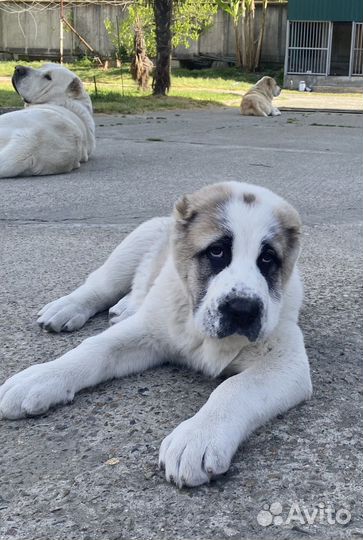 Щенки алабая